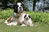 SAINT BERNARD 069